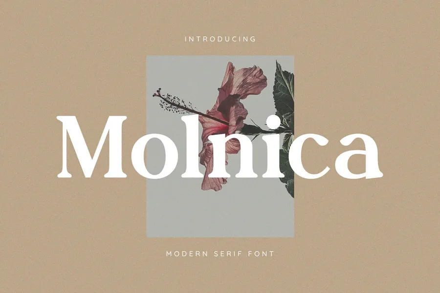 Molnicastylishmodernseriffont20250704191605utc free font download | freefont Pro free font download | freefont Pro